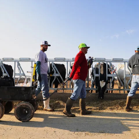 Farmers treating livestock